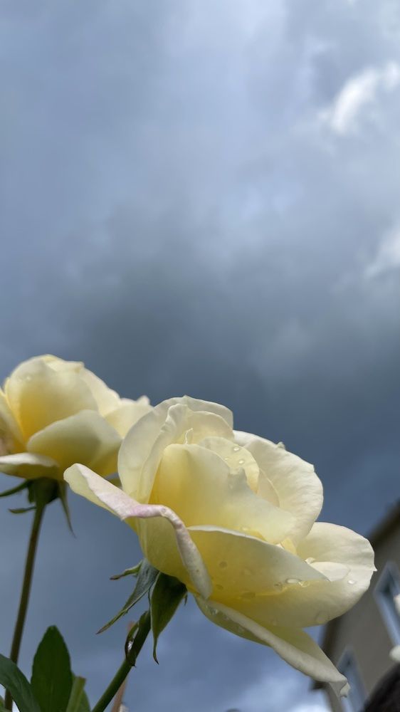 Photograph by Рузанна Гюрджян