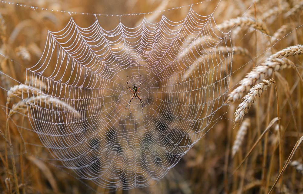 Среди золота июльских хлебов...