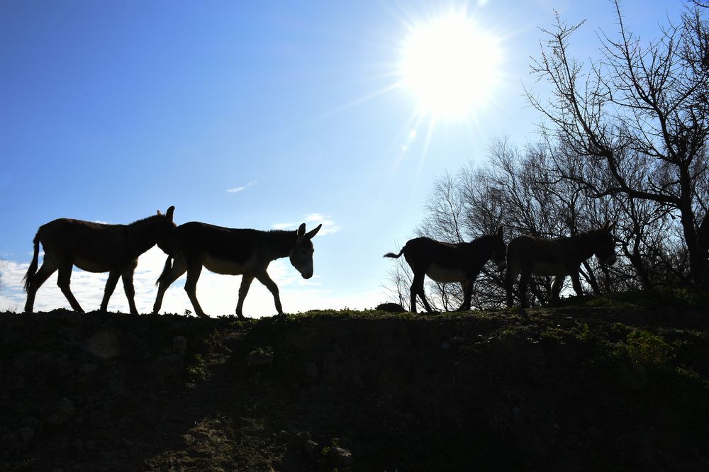 Photograph by ROCCO SCATTINO