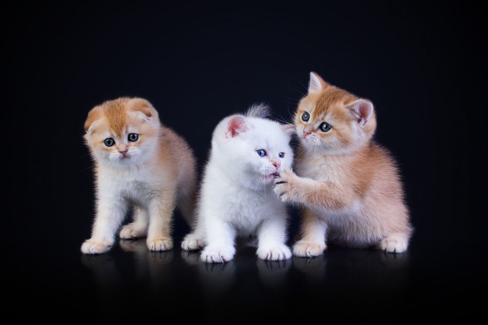 Litter B, cattery cat "Nostalgie Beauty"