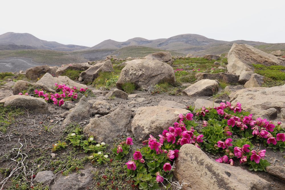 Фотография автора Tatiana Svistulina