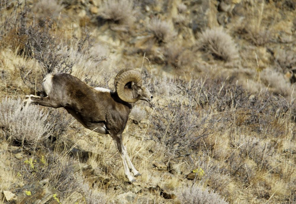 Photograph by Ulzii Ulziibat