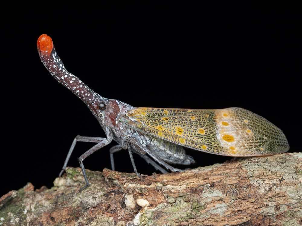 Фотография автора TAN LING ZI