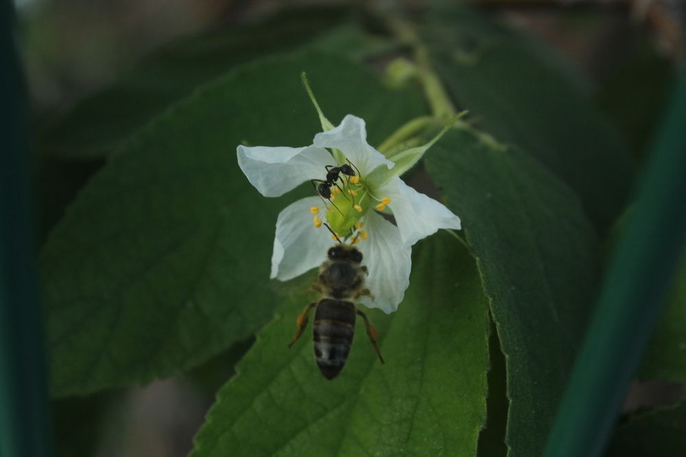 Photograph by CRINALDO REIS