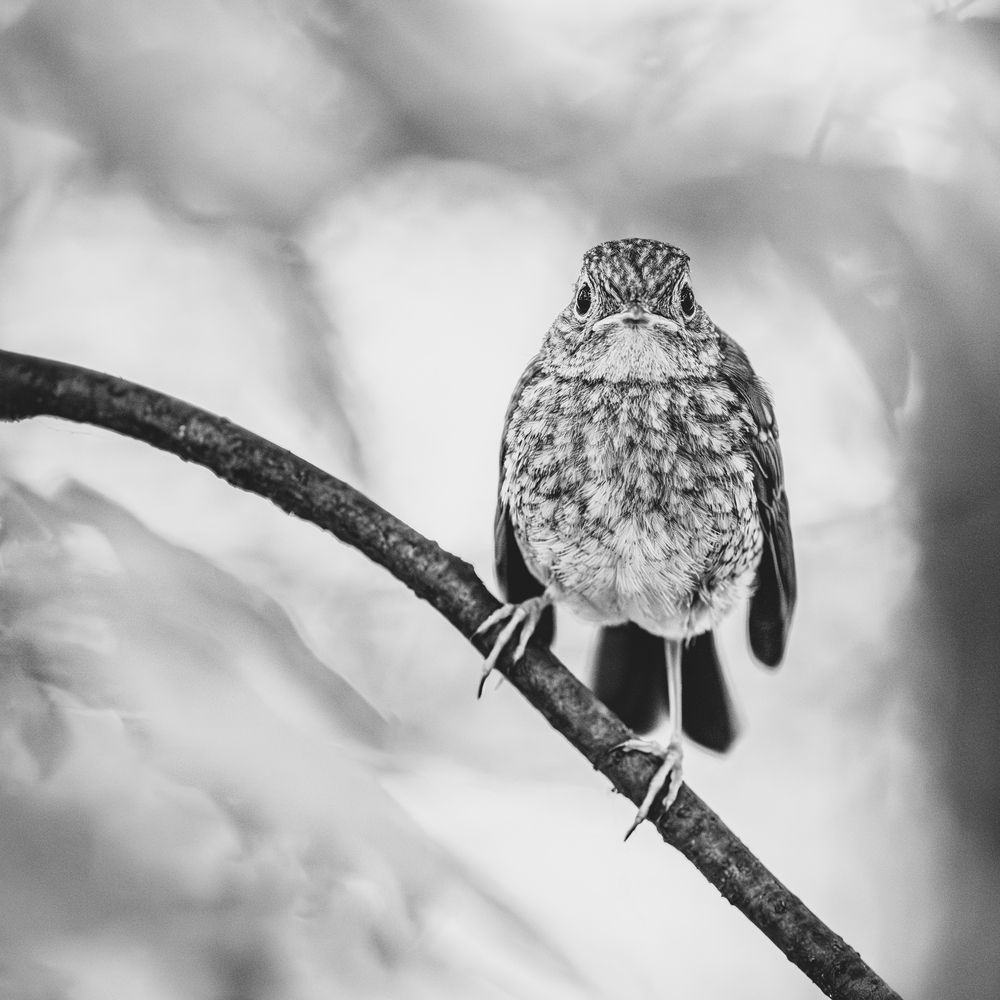 Photograph by Гукасян Геворк