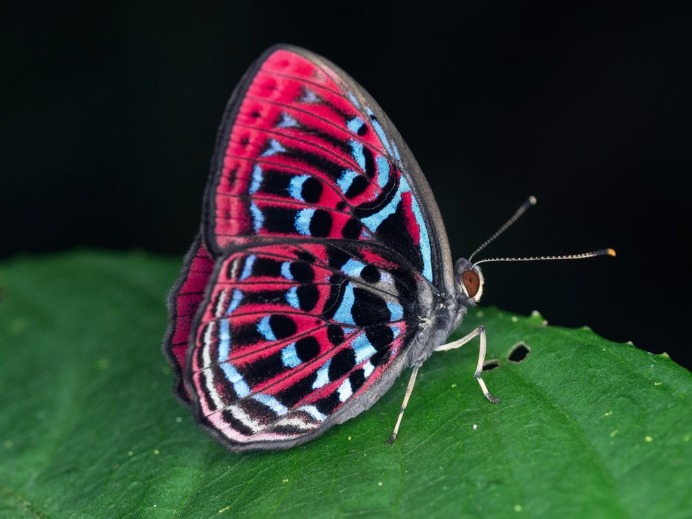 Фотография автора TAN LING ZI