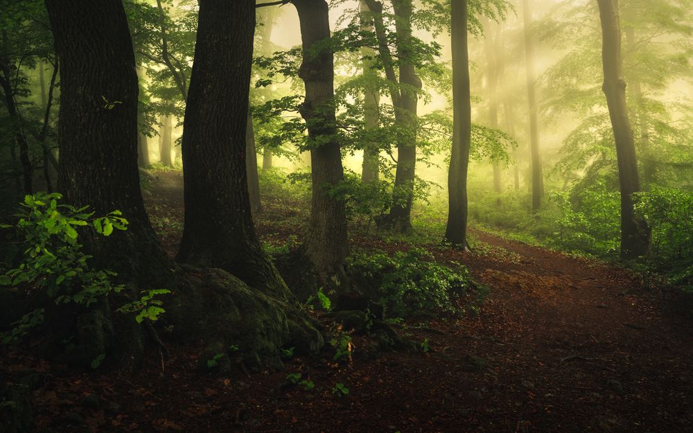 Фотография автора Peter Dužek