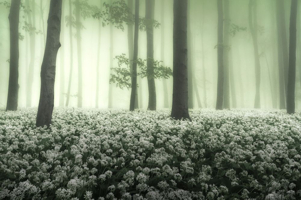 Фотография автора Peter Dužek