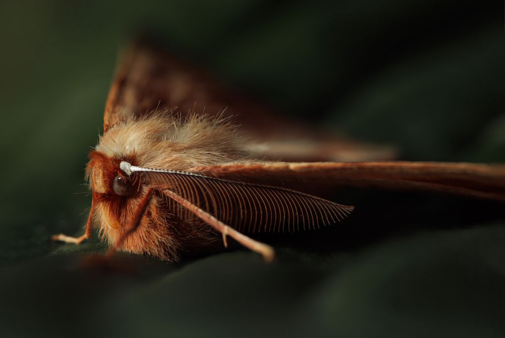 Фотография автора Онучина Юлия