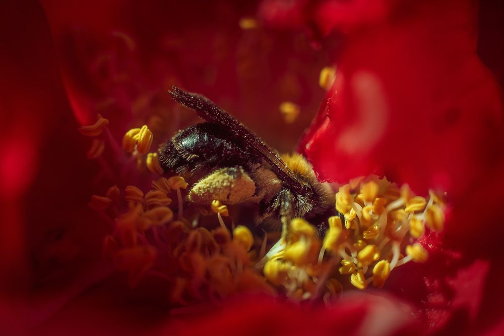 Фотография автора Онучина Юлия