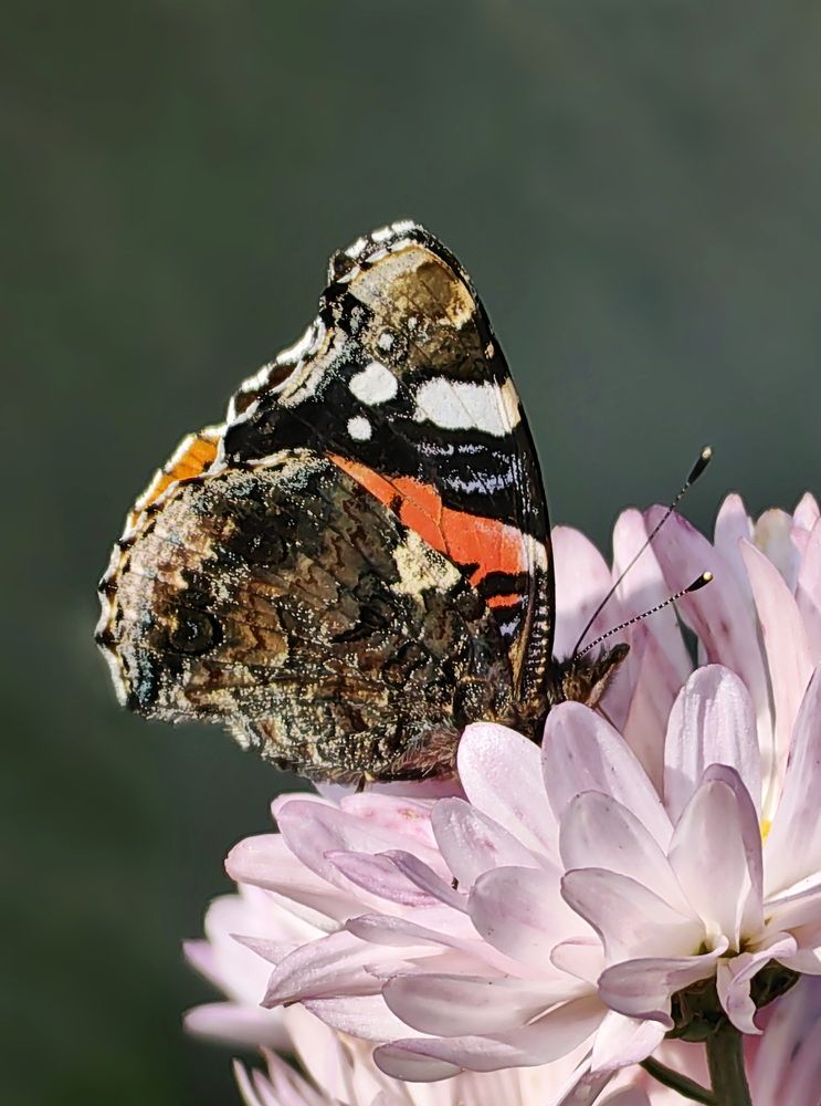 Photograph by Кристина Феминова