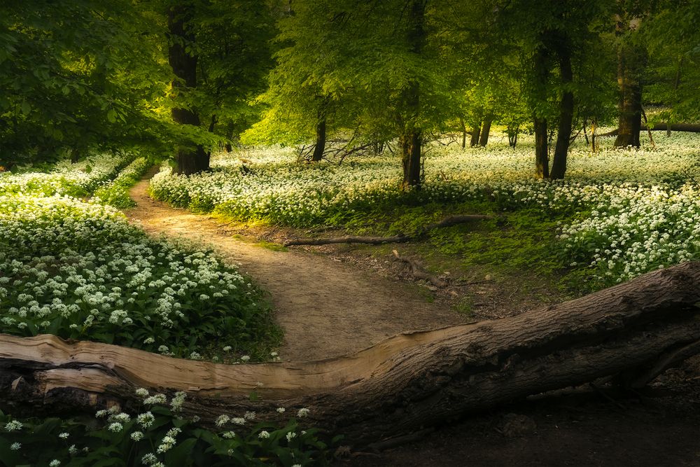 Фотография автора Peter Dužek