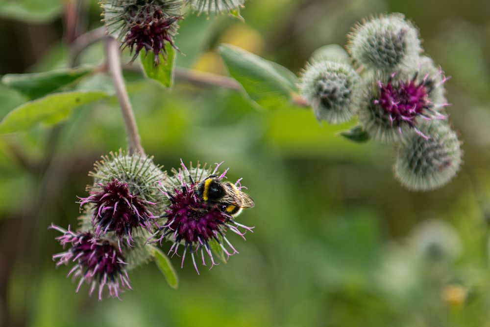 Фотография автора Екатерина Лапаева