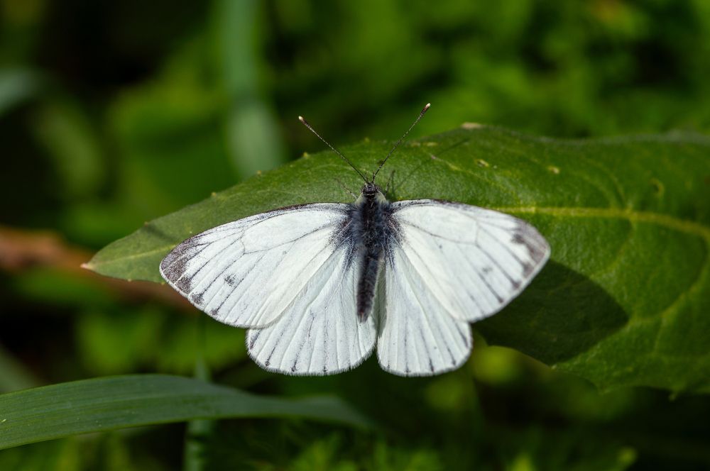 Photograph by Максим Захаров