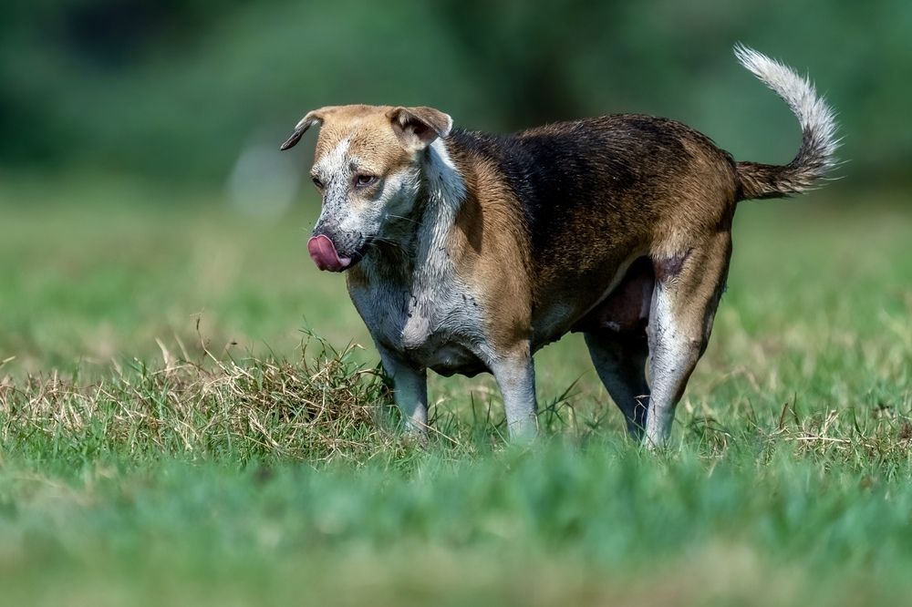 Photograph by Muralitharan M