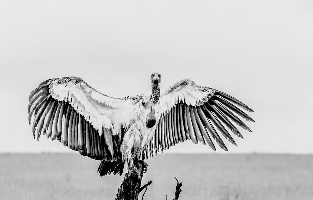 The wings of the savannah