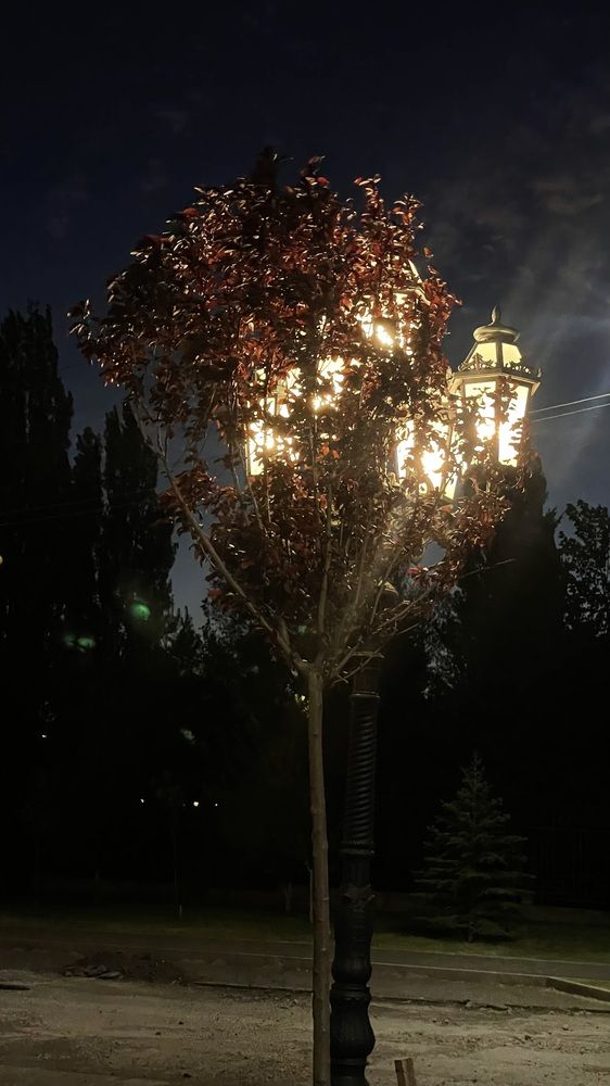 Photograph by Рузанна Гюрджян