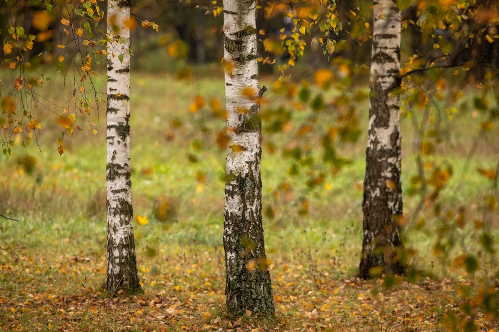 Photograph by Бравичева Анастасия