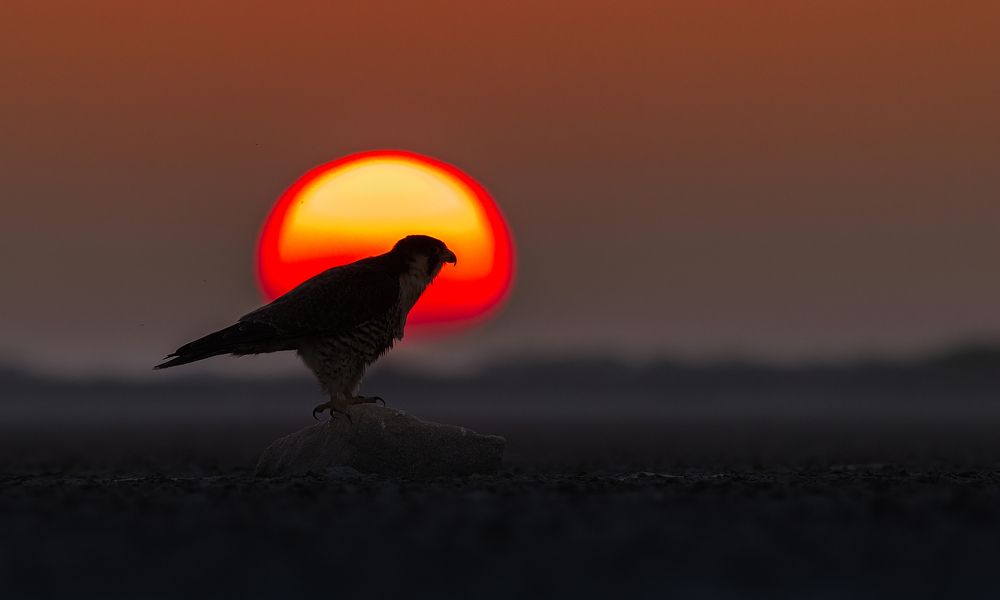 Photograph by Agnibho Saha