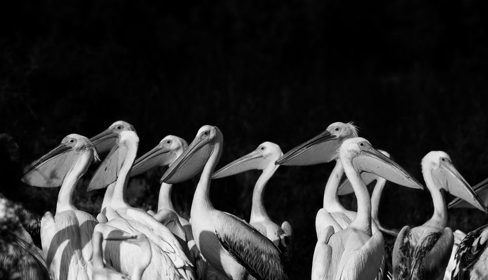 Photograph by Agnibho Saha