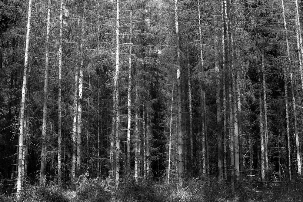 Photograph by Maria Kincse-Boros