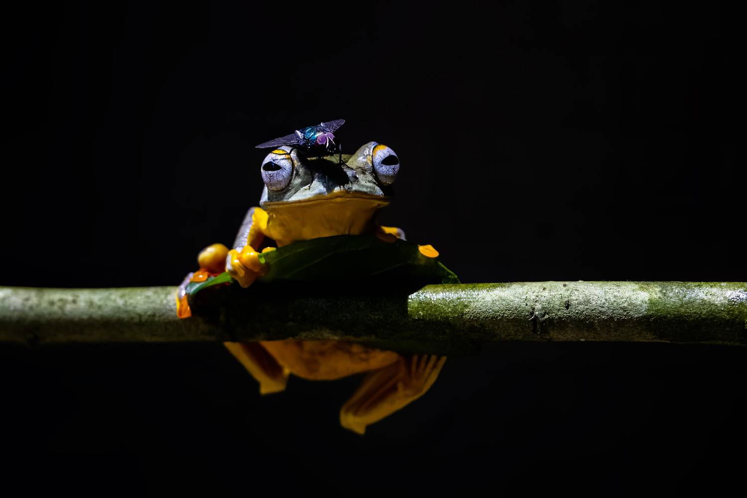 Фотография #11988622