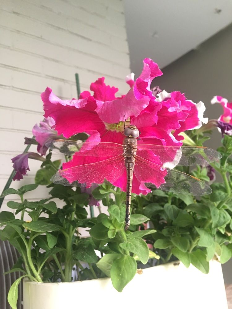 Photograph by Prasad babu Geddam