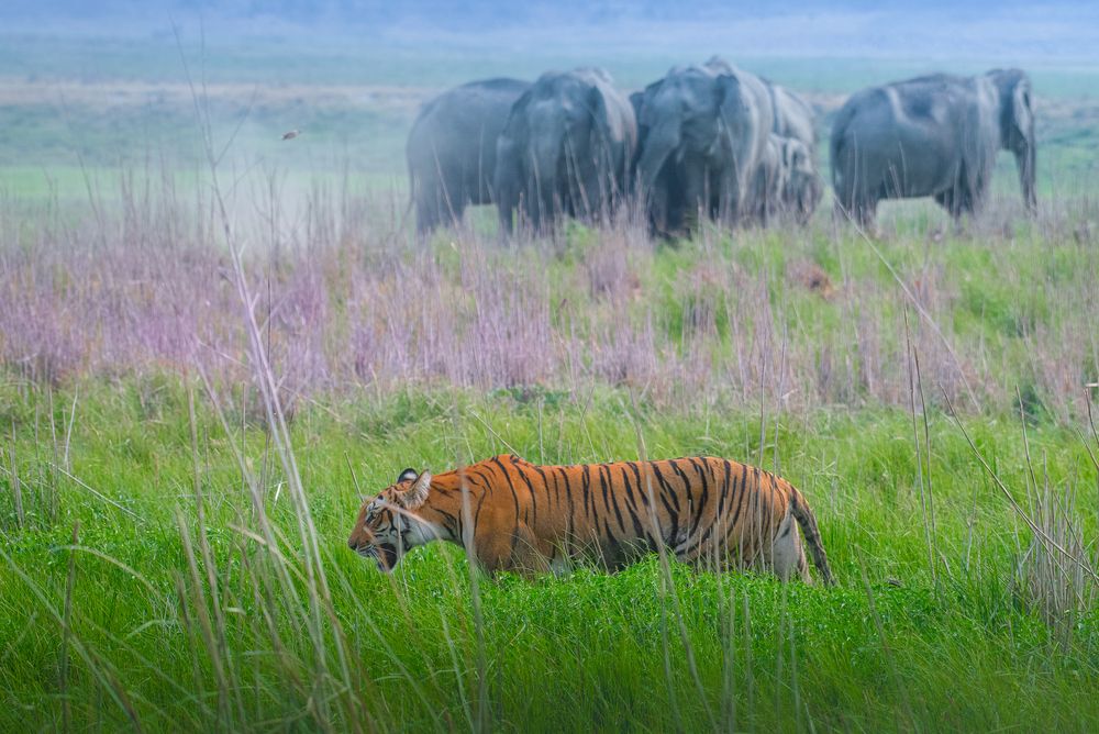 Photograph by Agnibho Saha