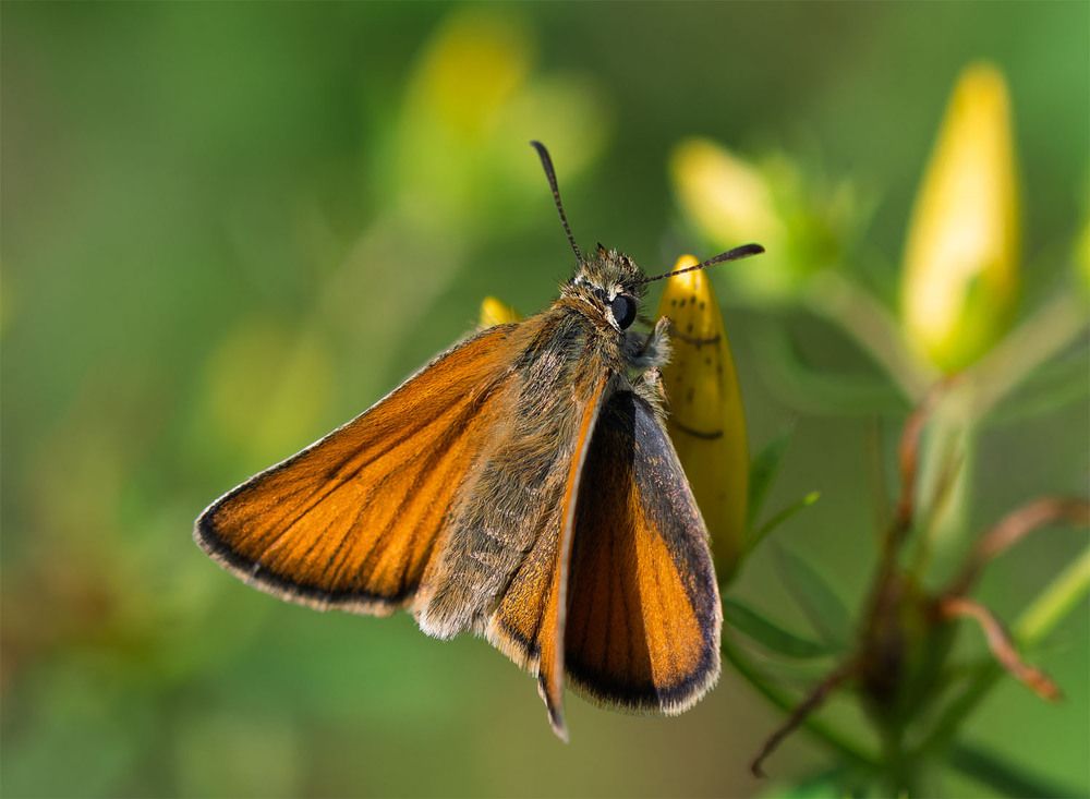 Photograph by wendy vanhoudt