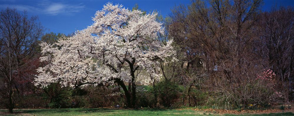 Фотография автора Игорь Дьяченко