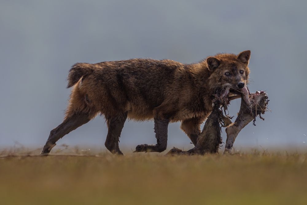 Photograph by Ehsan Biswas