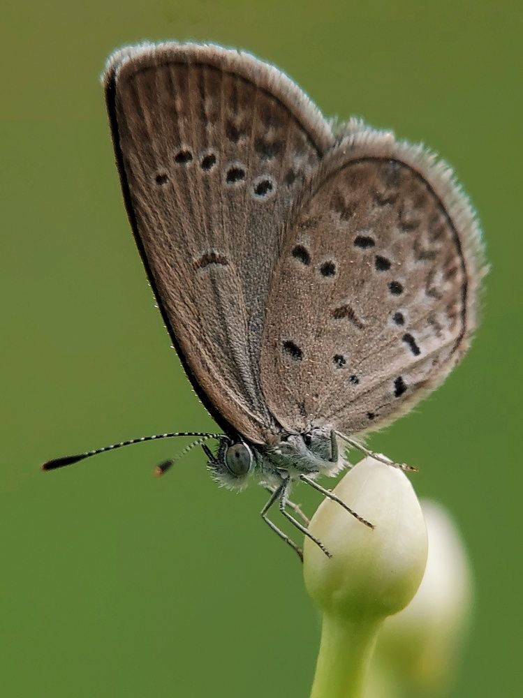 Photograph by Mimie Saari