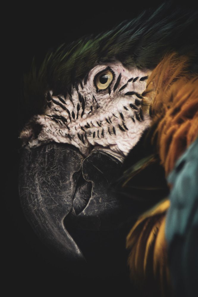 El rostro del Guacamayo