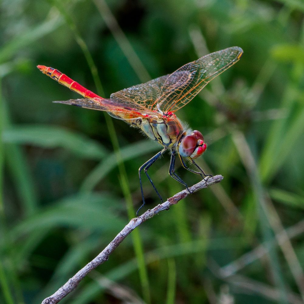 Sympetrum fonscolombii