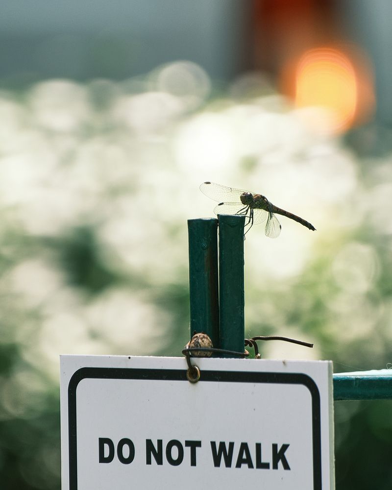 Фотография автора Эделев Владимир