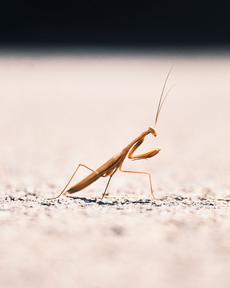 Фотография автора Эделев Владимир