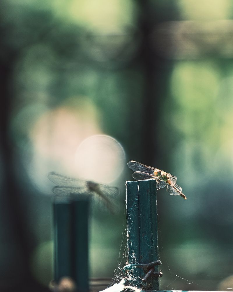 Фотография автора Эделев Владимир