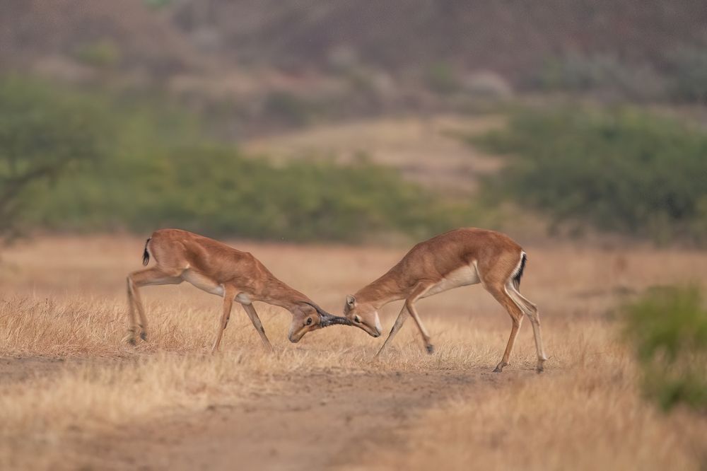 Photograph by Hymakar Valluri