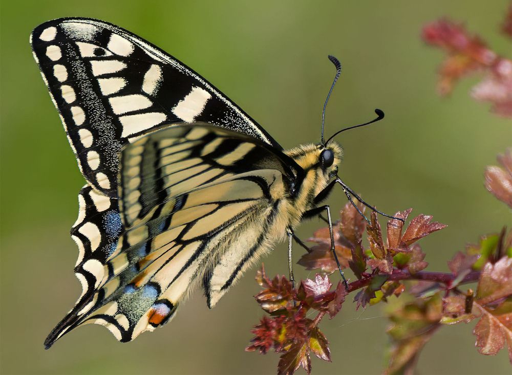 Photograph by wendy vanhoudt