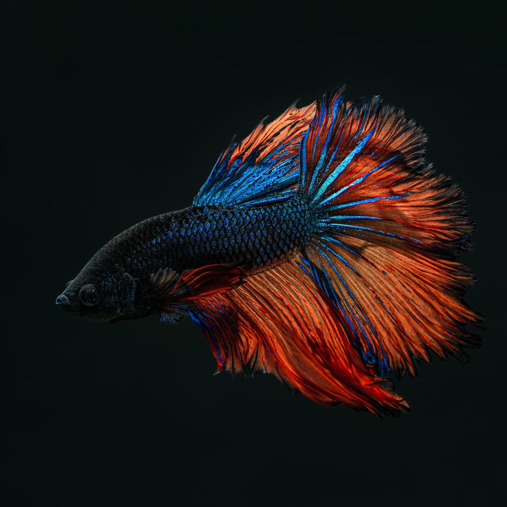 Photograph by Юрий Юрьевич Подгрушный