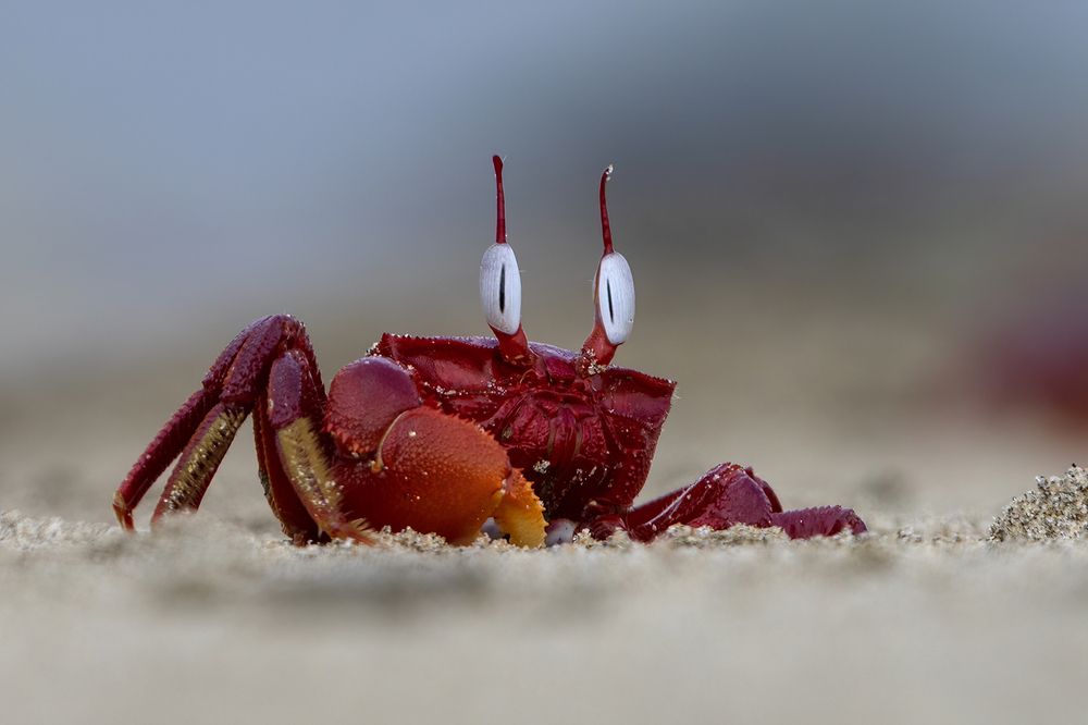 Red ghost crab