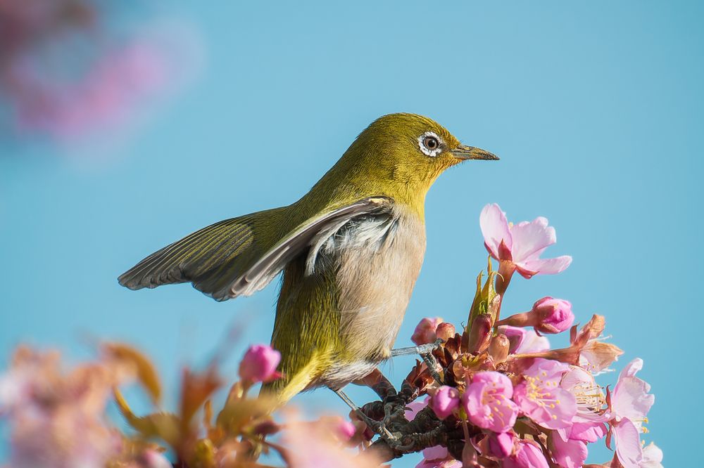 Фотография автора Uesan Aliace