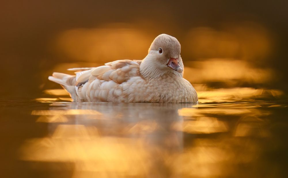 Mandarin ducks in golden light