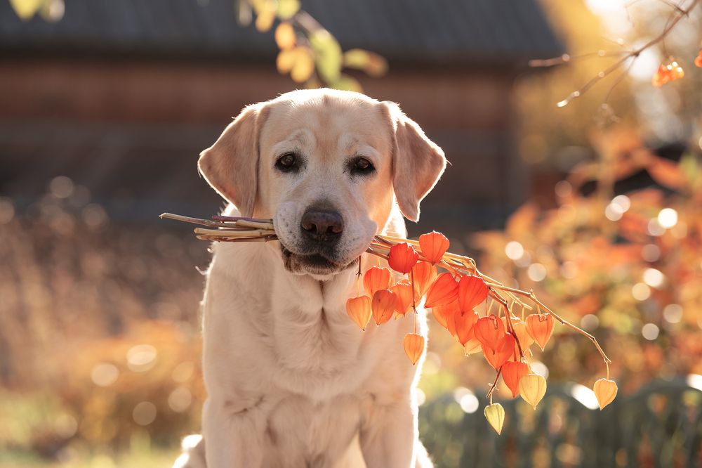 Фотография автора Елена Баврина