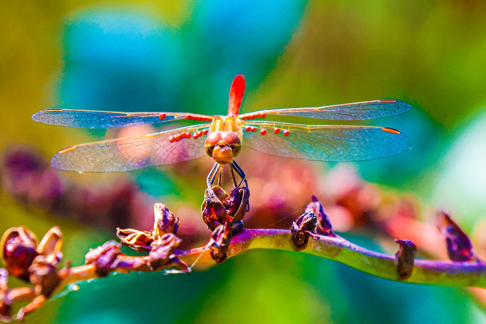 Photograph by Eva Wiedemann