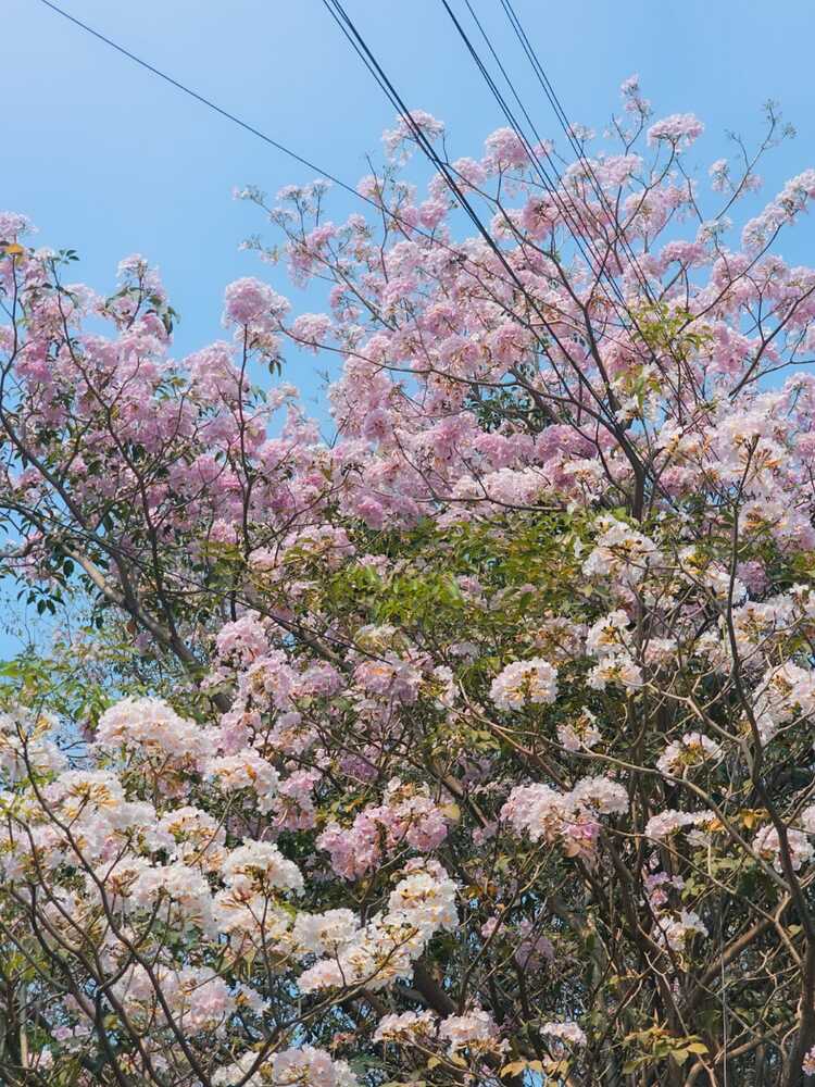 Bloom of Flowers in Spring.