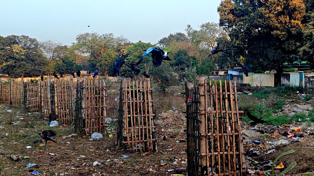 Фотография автора Santanu Dasgupta