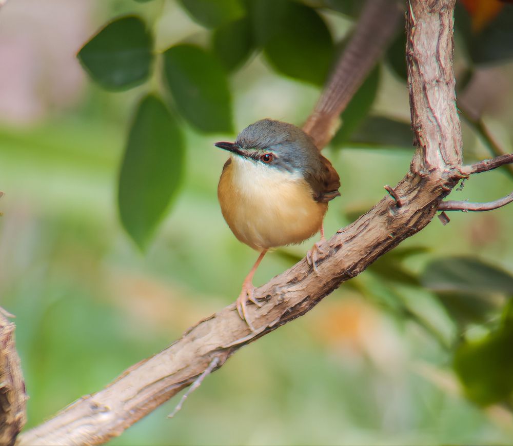 On a branch