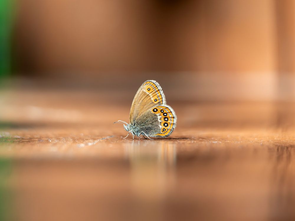 Сенница геро