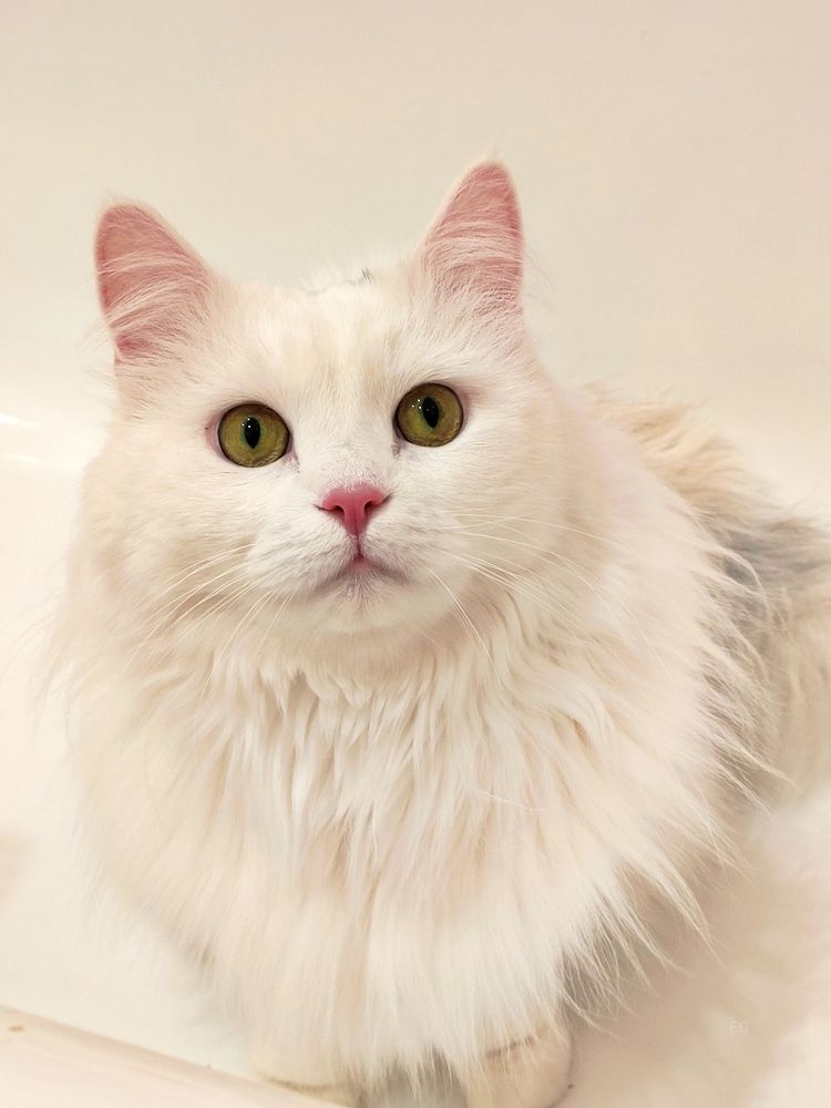 Фотография автора Елена Кузьмичева